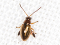 Longitarsus atricillus